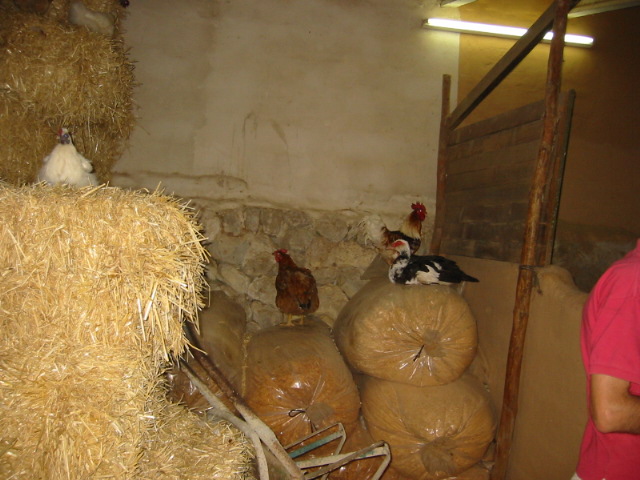 IMG 3016