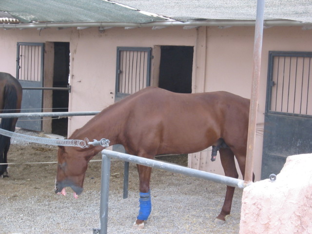 IMG 3068