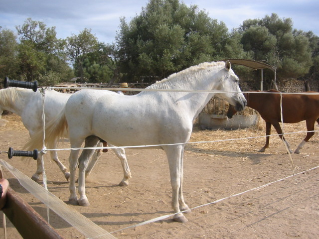 IMG 3075